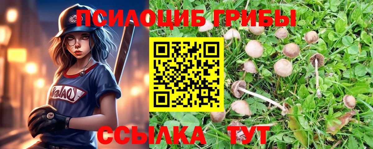Галлюциногенные грибы Psilocybine cubensis Советск